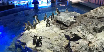 すみだ水族館に投稿された画像（2022/1/10）