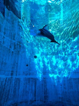 名古屋港水族館に投稿された画像（2022/1/10）