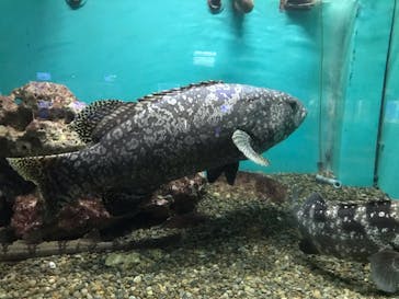 串本海中公園水族館に投稿された画像（2022/1/10）