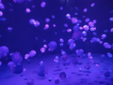 京都水族館に投稿された画像（2022/1/10）