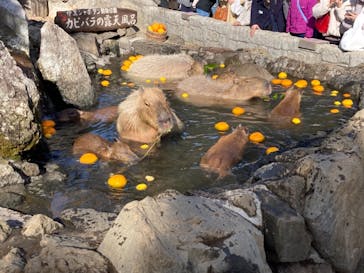 伊豆シャボテン動物公園に投稿された画像（2022/1/10）