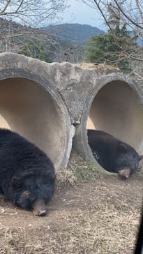 秋吉台自然動物公園 サファリランドに投稿された画像（2022/1/10）