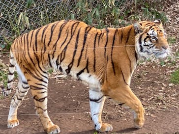 秋吉台自然動物公園 サファリランドに投稿された画像（2022/1/10）