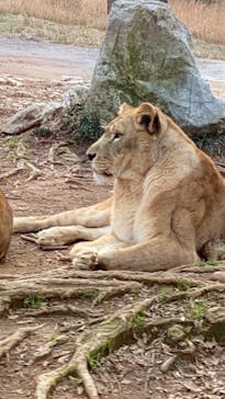 秋吉台自然動物公園 サファリランドに投稿された画像（2022/1/10）