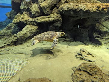 名古屋港水族館に投稿された画像（2022/1/10）