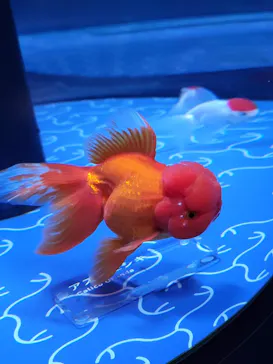 すみだ水族館に投稿された画像（2022/1/10）