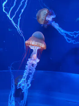 すみだ水族館に投稿された画像（2022/1/10）