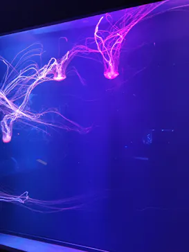 すみだ水族館に投稿された画像（2022/1/10）