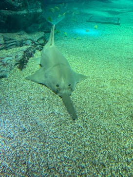 マクセル アクアパーク品川に投稿された画像（2022/1/10）