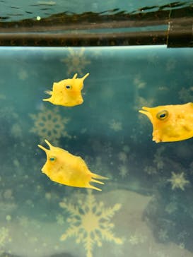 マクセル アクアパーク品川に投稿された画像（2022/1/10）