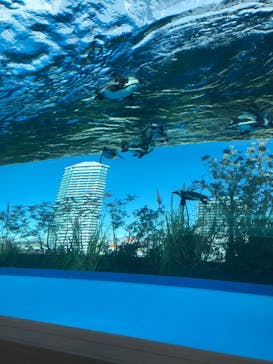 サンシャイン水族館に投稿された画像（2022/1/10）