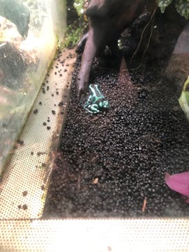 カワスイ 川崎⽔族館に投稿された画像（2022/1/10）