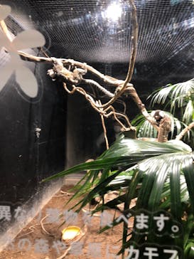 カワスイ 川崎⽔族館に投稿された画像（2022/1/10）