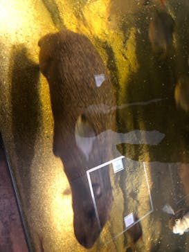 カワスイ 川崎⽔族館に投稿された画像（2022/1/10）