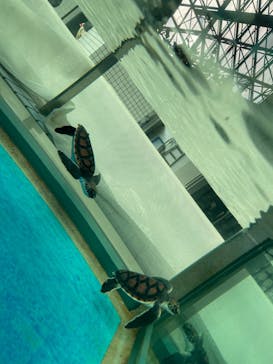 名古屋港水族館に投稿された画像（2022/1/10）