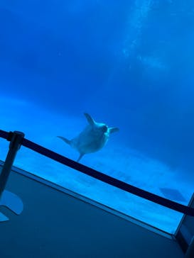 名古屋港水族館に投稿された画像（2022/1/10）
