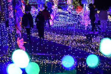 伊豆ぐらんぱる公園に投稿された画像（2022/1/10）