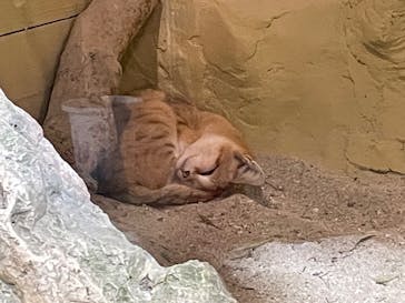 ネオパークオキナワに投稿された画像（2022/1/10）