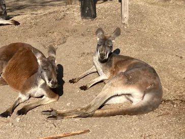 神戸どうぶつ王国に投稿された画像（2022/1/10）