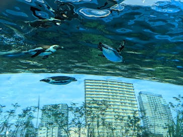 サンシャイン水族館に投稿された画像（2022/1/10）