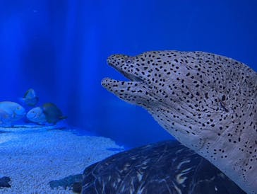 マクセル アクアパーク品川に投稿された画像（2022/1/10）