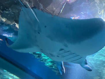 マクセル アクアパーク品川に投稿された画像（2022/1/10）