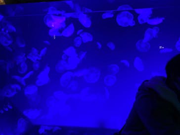 名古屋港水族館に投稿された画像（2022/1/10）