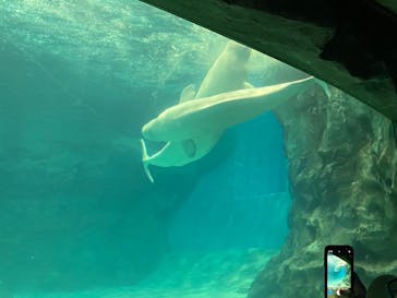 名古屋港水族館に投稿された画像（2022/1/10）