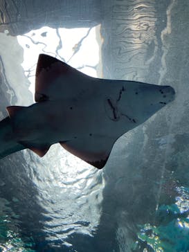 マクセル アクアパーク品川に投稿された画像（2022/1/10）