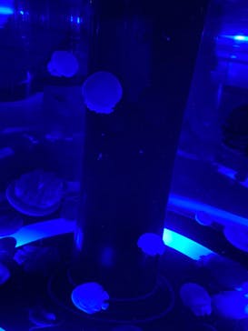 マクセル アクアパーク品川に投稿された画像（2022/1/10）