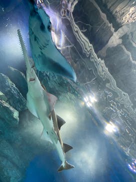 マクセル アクアパーク品川に投稿された画像（2022/1/10）