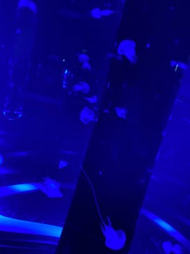 マクセル アクアパーク品川に投稿された画像（2022/1/10）