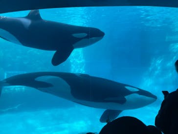 名古屋港水族館に投稿された画像（2022/1/10）