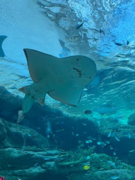 名古屋港水族館に投稿された画像（2022/1/10）