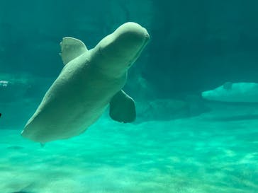 名古屋港水族館に投稿された画像（2022/1/10）