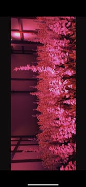 東京メガイルミに投稿された画像（2022/1/10）