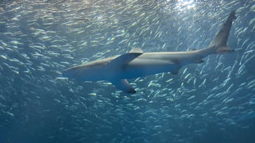 名古屋港水族館に投稿された画像（2022/1/10）