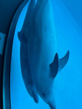 名古屋港水族館に投稿された画像（2022/1/10）