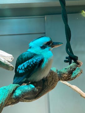 カワスイ 川崎⽔族館に投稿された画像（2022/1/10）