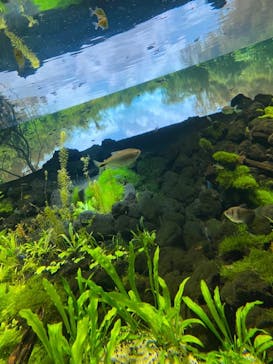 カワスイ 川崎⽔族館に投稿された画像（2022/1/10）