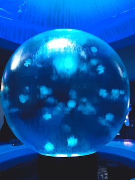 新江ノ島水族館に投稿された画像（2022/1/10）