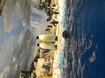 名古屋港水族館に投稿された画像（2022/1/10）