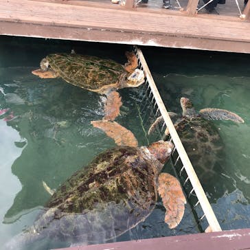 串本海中公園水族館に投稿された画像（2022/1/10）