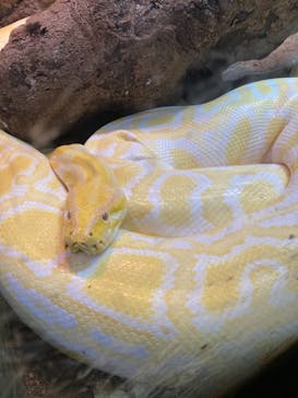 体感型動物園iZooに投稿された画像（2022/1/10）