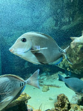 下田海中水族館に投稿された画像（2022/1/10）