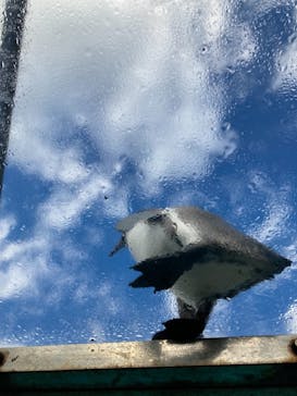 下田海中水族館に投稿された画像（2022/1/10）