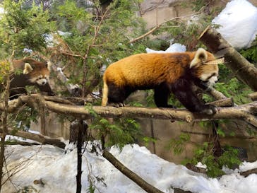 那須どうぶつ王国に投稿された画像（2022/1/10）