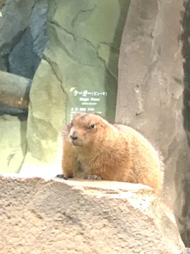 神戸どうぶつ王国に投稿された画像（2022/1/10）