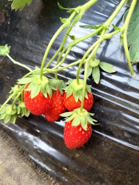 成田ゆめ牧場に投稿された画像（2022/1/10）