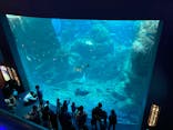 新江ノ島水族館に投稿された画像（2022/1/11）